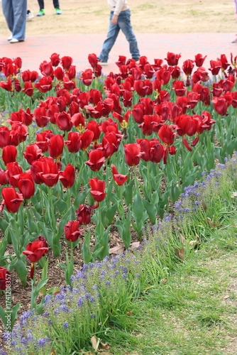 red tulips in a garden