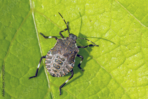 close up view of a brown marmorated stink bug on a green leaf in sunlight