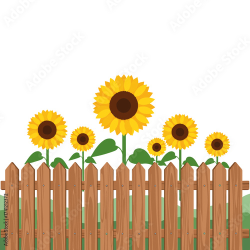 Tall sunflowers bloom beautifully behind a rustic wooden fence in a garden setting.