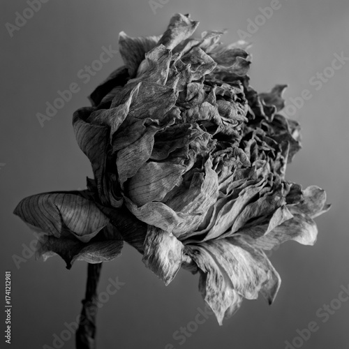 Wallpaper Mural Black and white photo of a dried lotus flower on a gray background with minimalistic style. Torontodigital.ca