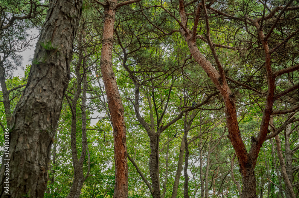 Fototapeta premium 숲속 나무들