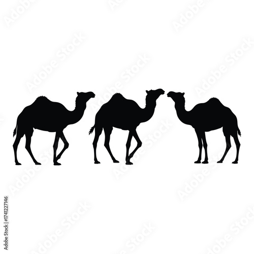 Three silhouetted camels walking across a desert landscape symbolic of journey and exploration silhouette