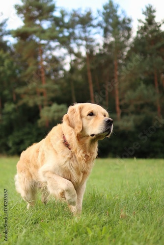 Golden Retriever running across a meadow.