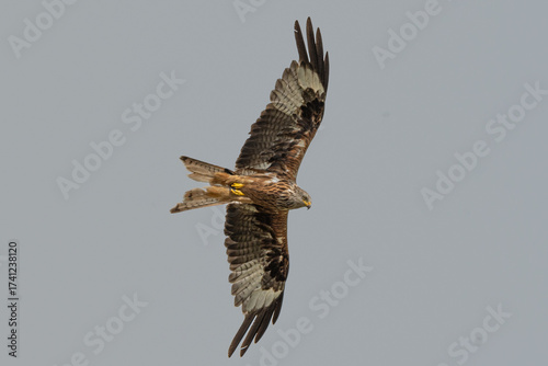 Red kite
