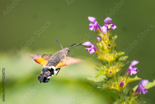 Hummingbird hawk-moth