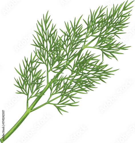 Green Dill Herb Sprig Isolated On White spice fresh