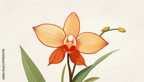 Illustration of a single Cymbidium orchid flower with orange petals, a red center, green leaves, and unopened buds against a light background.