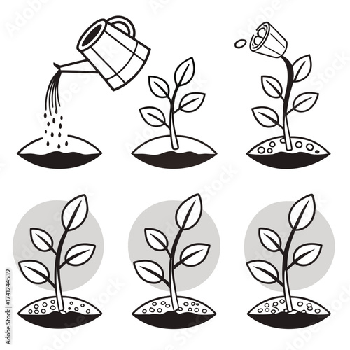 Plant growth stages from seed to mature seedling with watering and sunlight icons