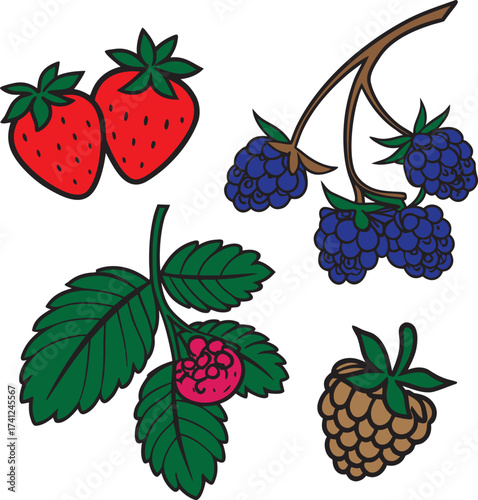 Assorted Berries Vector Illustration Fresh Fruit Isolated Transparent Art.