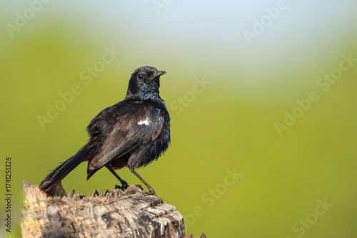 Indian black robin bird from srilanka.