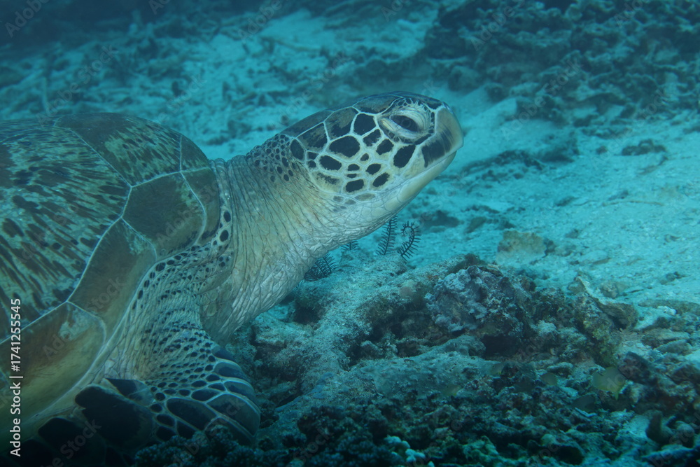 Fototapeta premium green sea turtle (Chelonia mydas)