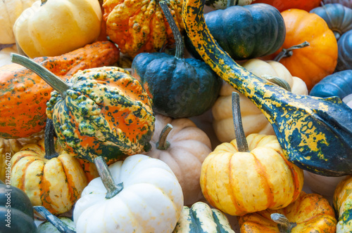 Bunch of pumpkins and gourds with different sizes and colors