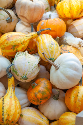 Bunch of pumpkins and gourds with different sizes and colors