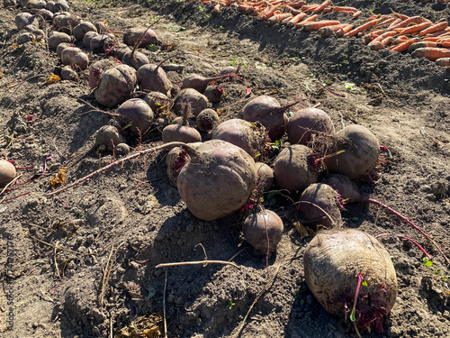 A close-up of the harvested beetroot lying on a bed in the garden	
