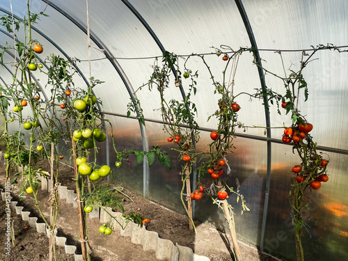 the process of growing tomatoes in a greenhouse.
