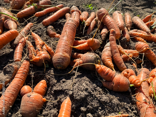 A close-up of the harvested carrot crop lying on a bed in the garden
