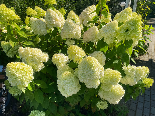 A close-up of a huge white hydrangea bush in the garden