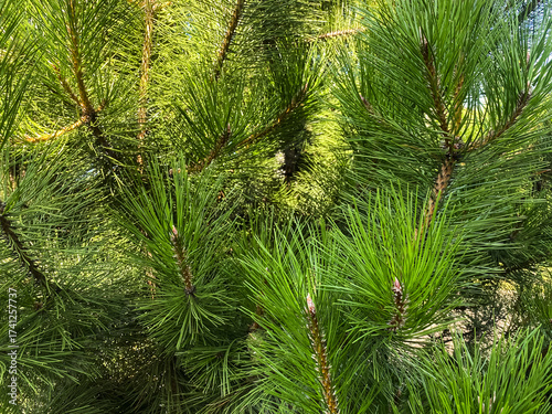 Natural green background of pine needles close-up