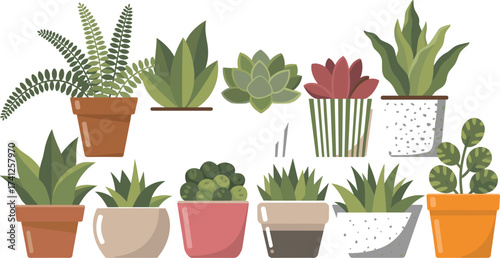 Flat minimalist illustration of potted houseplants collection, decorative succulents and greenery, modern indoor plant design, stylish botanical home decor vector