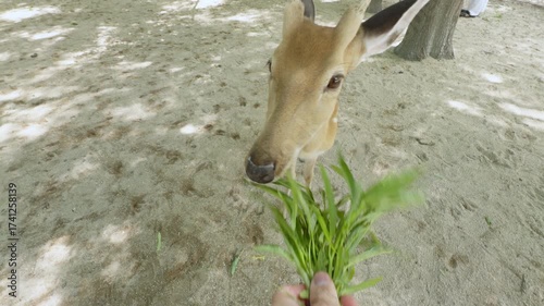 Point of view shot of a person feeding a young spotted deer
