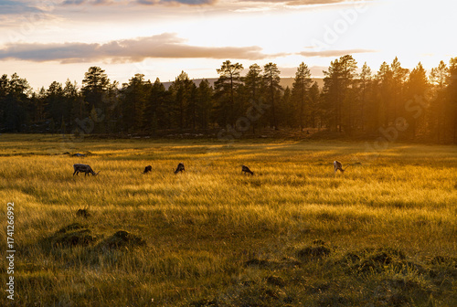 Herd of reindeer grazes peacefully among tall, green grass during a warm summer evening sunset over the forest in Idre Dalarna, Sweden, creating a serene and picturesque atmosphere