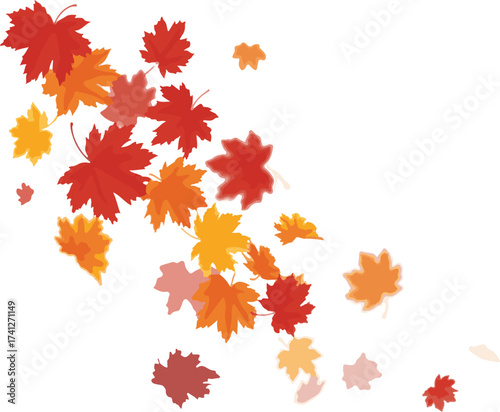 autumn maple leaves