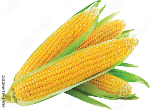 corn on the cob png vector