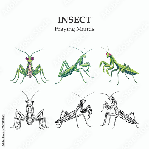 Praying Mantis Illustrations A Detailed Look at the Insect in Various Styles and Angles