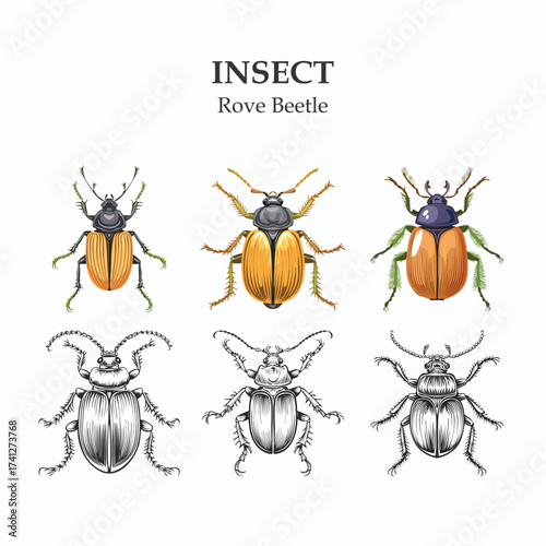 Illustration of Rove Beetles in Color and Black and White