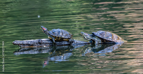 turtles in the pond