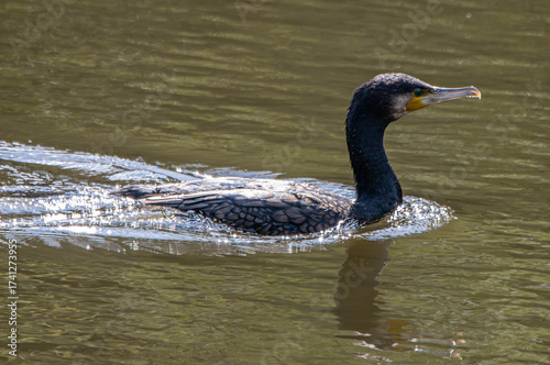 white duck swimming in the water