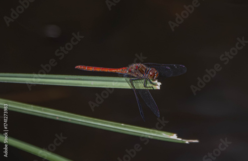dragonfly on a branch