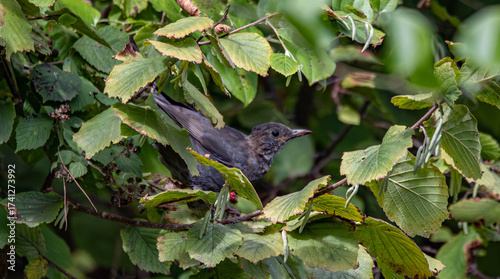 bird on a branch
