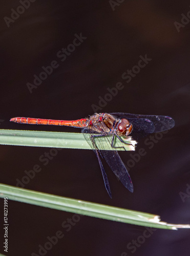 dragonfly on a branch