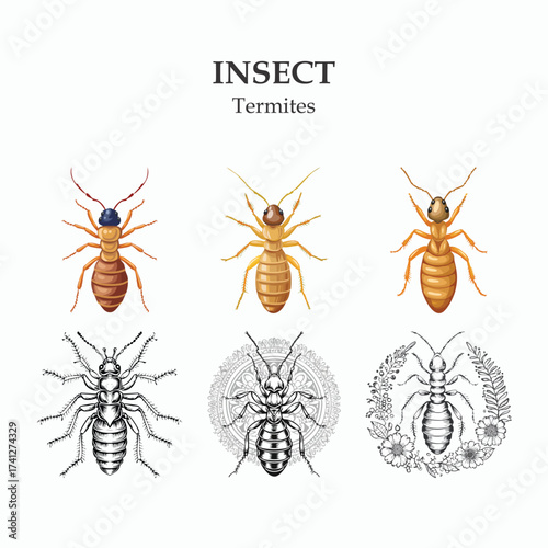 Termite Illustrations Detailed Insect Anatomy and Design