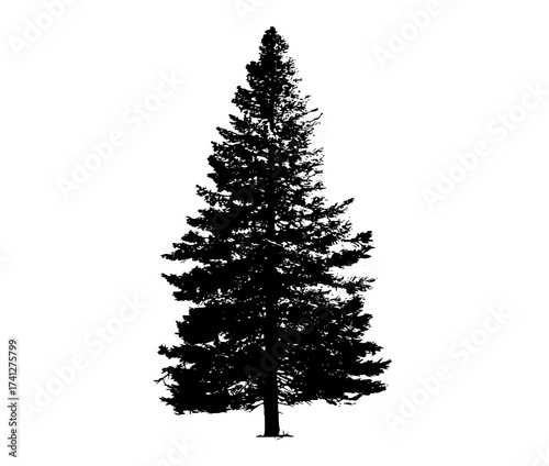 a tall silhouette of a pine tree on a plain transparent backgroundblack, evergreen, fir tree, pine, profile, stand, tree, white 