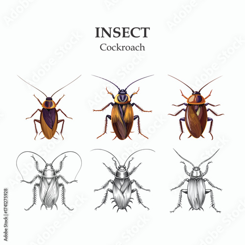 Cockroaches Illustration Colorful and Gray Scale Bug Designs