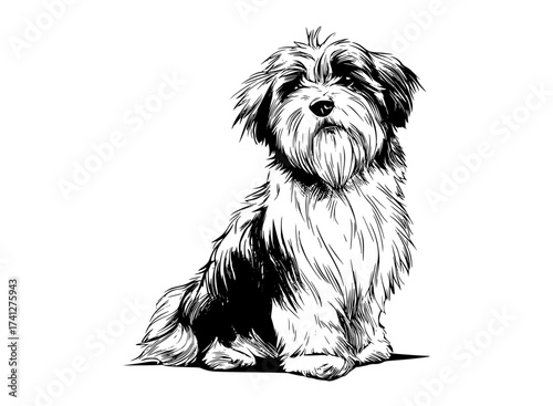 a black and white drawing of a dog with a long, shaggy coatblack, dog, floor, illustration, sit, white 