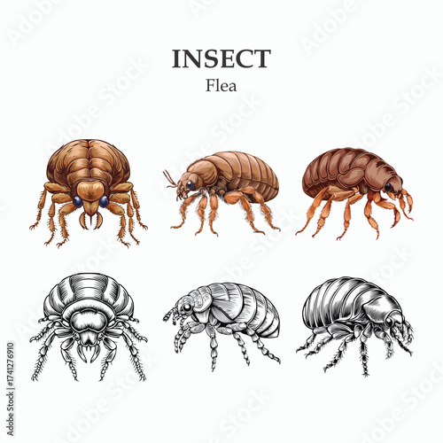 Flea Illustrations Detailed Drawings of Wingless Insects