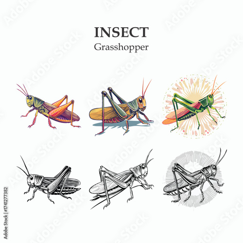Grasshopper Insect Illustrations Detailed Vector Artwork of Locusts