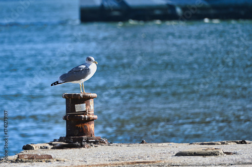 Seagull standing on rusty bollard by the waterfront