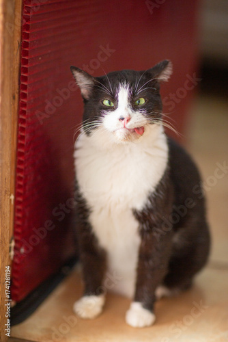 a funny cat with its tongue sticking out and crossed eyes closeup poto