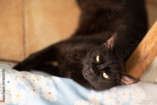 black cat in shelter close up photo. High quality photo
