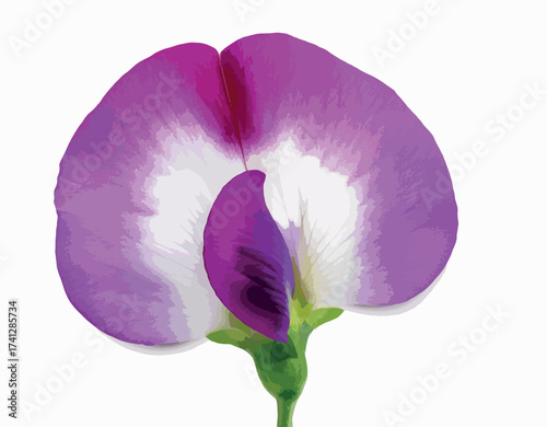 Lathyrus odoratus (sweet pea) with vibrant pink and white petals, a fragrant climbing ornamental flower loved for its beauty and charm, isolated on white background.