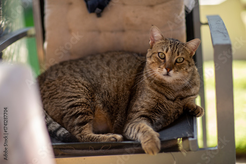 striped gray cat in shelter close up photo. High quality photo