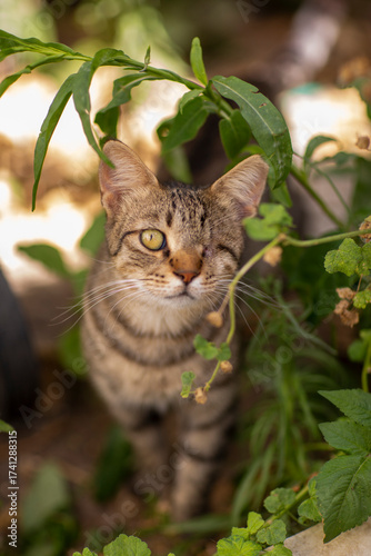 striped gray one eyed cat in shelter close up photo. High quality photo