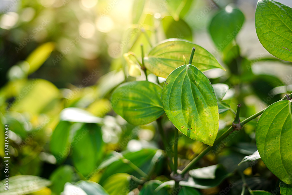 Obraz premium pepper plant with light green leaves