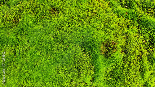 Wallpaper Mural Spring Green moss close-up от gravel for design background. Selective focus Torontodigital.ca