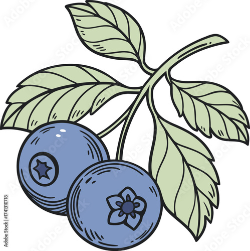 Vector illustration of two blueberries on a transparent background