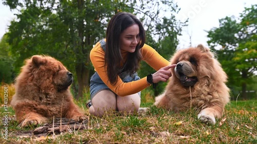 Young woman lying with two dogs in the park. Portrait of a woman with two beautiful chow-chow dogs.